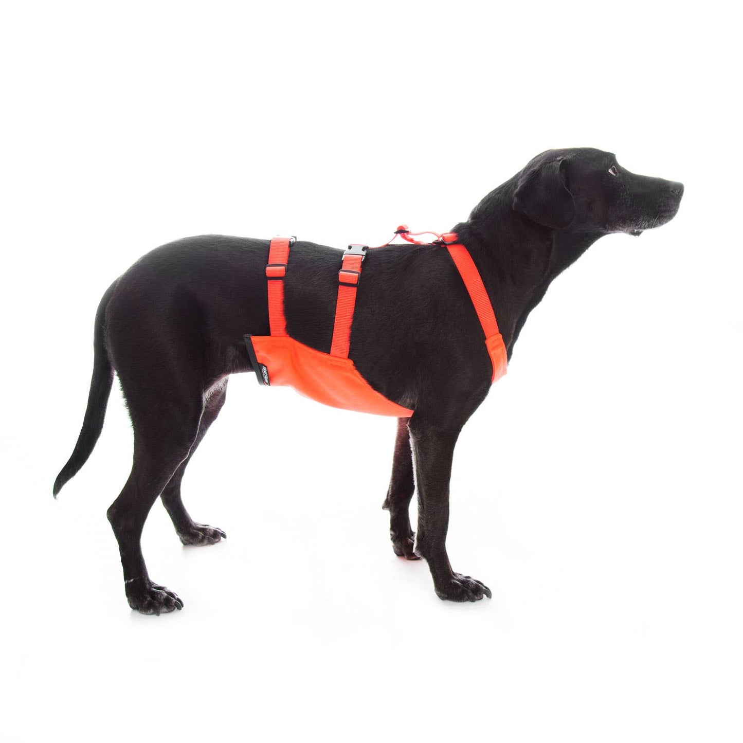 Skid Plates - Dog Chest/Belly Protector