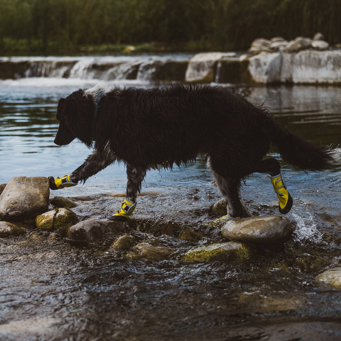 Body Glove Paw Protector Booties