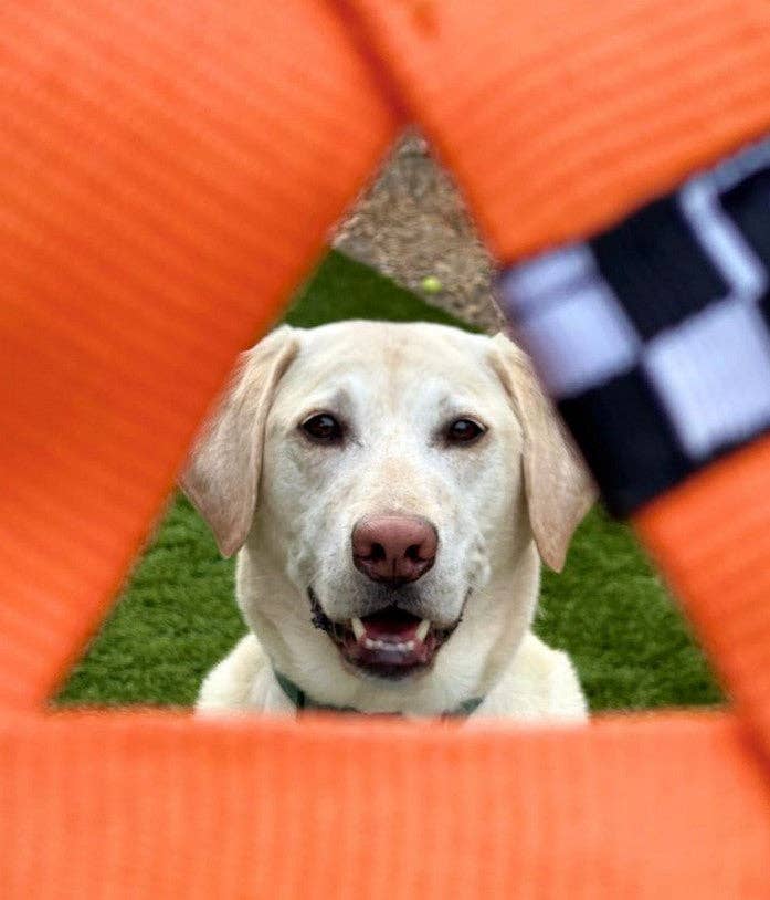 Best KB Frequent Flyer Mini Triangle Dog Fetch Toy