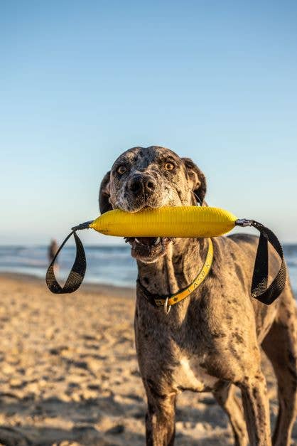 Best KB Mini Double Tug Dog Tug Toy