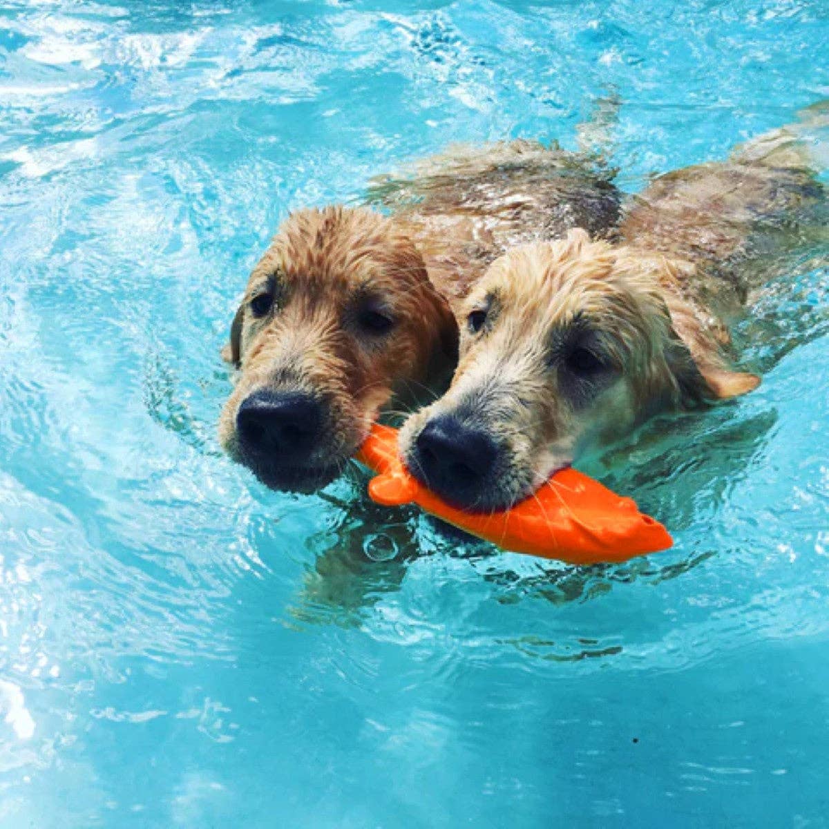 Ruff Dawg Flying Fish Dog Toy 9.5" x 3" x 1"