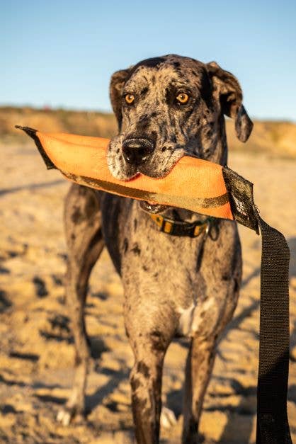 Best KB Big Tug Dog Tug Toy