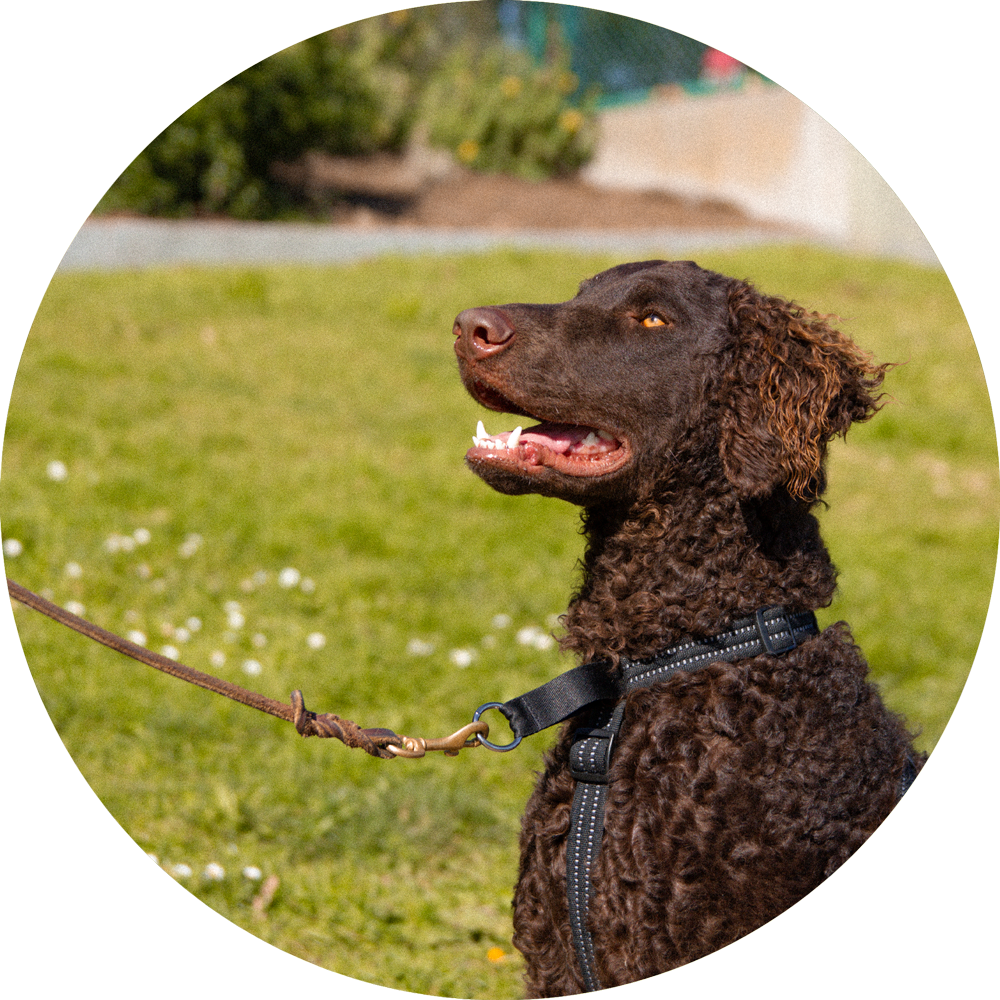Valencia No Pull Dog Harness