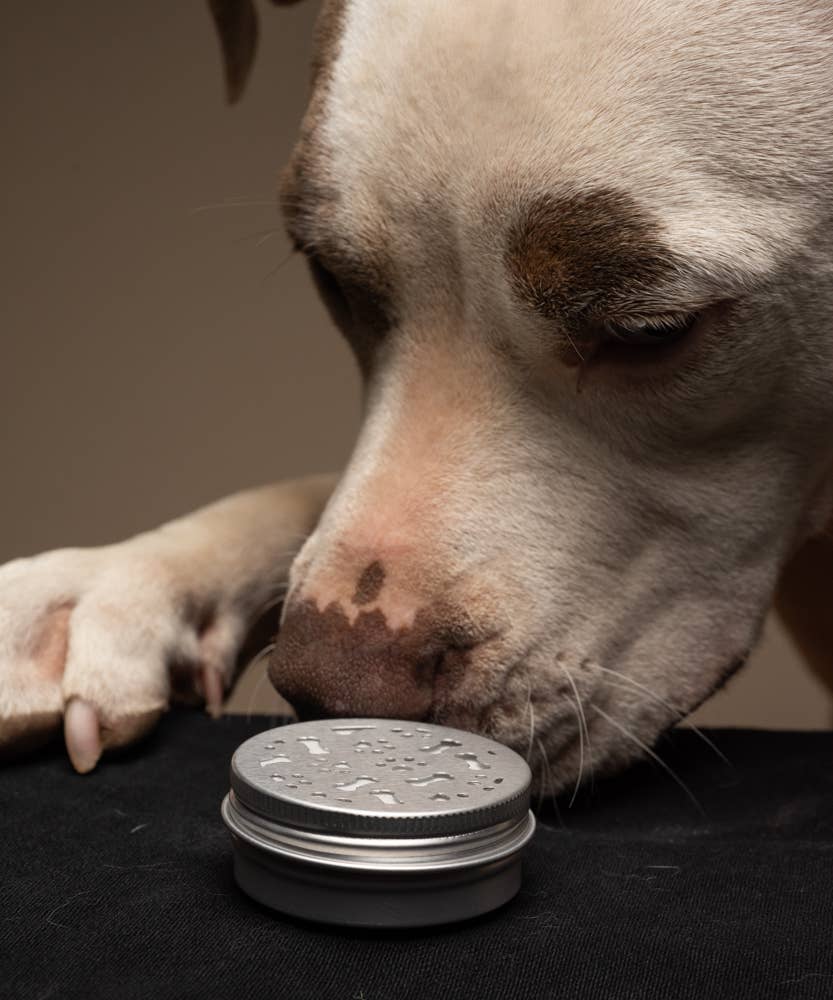 Dog Scent Work / Nose Training Containers w/ Magnetic Dots