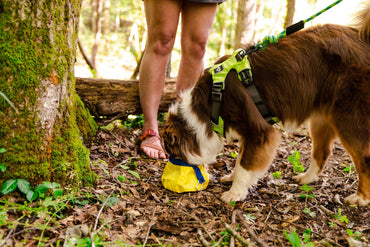 Gallatin Lightweight Collapsible Dog Bowl: Yellow Collapsible Bowl