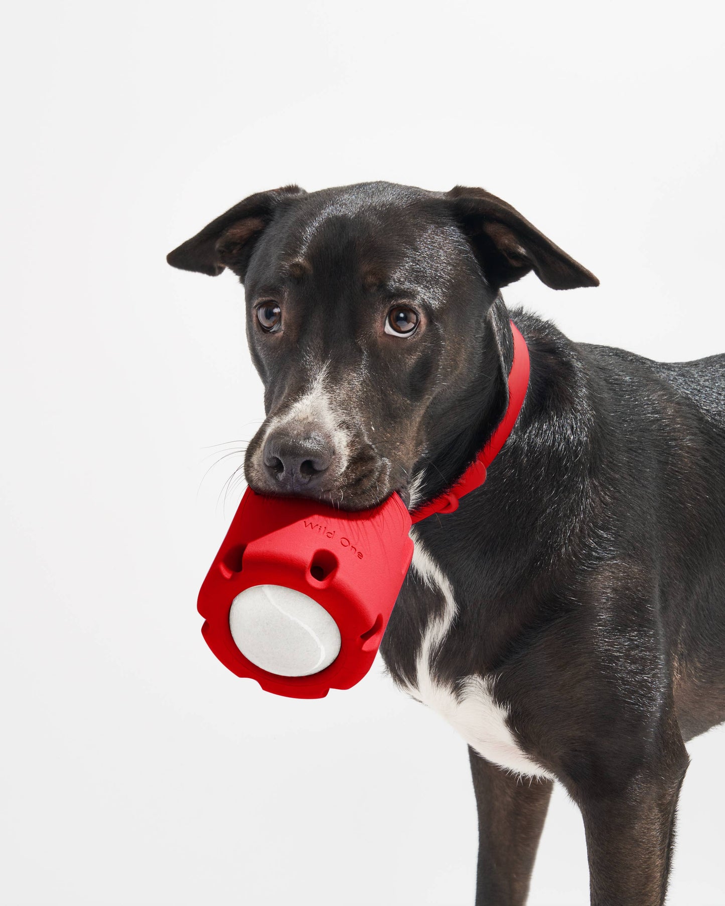 Tennis Tumble Interactive Dog Toy: Navy
