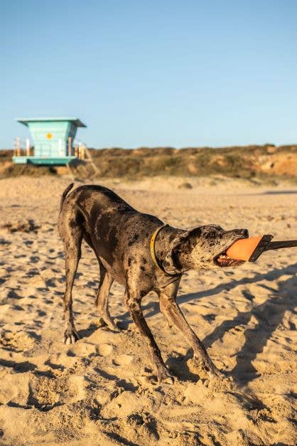 Best KB Big Tug Dog Tug Toy