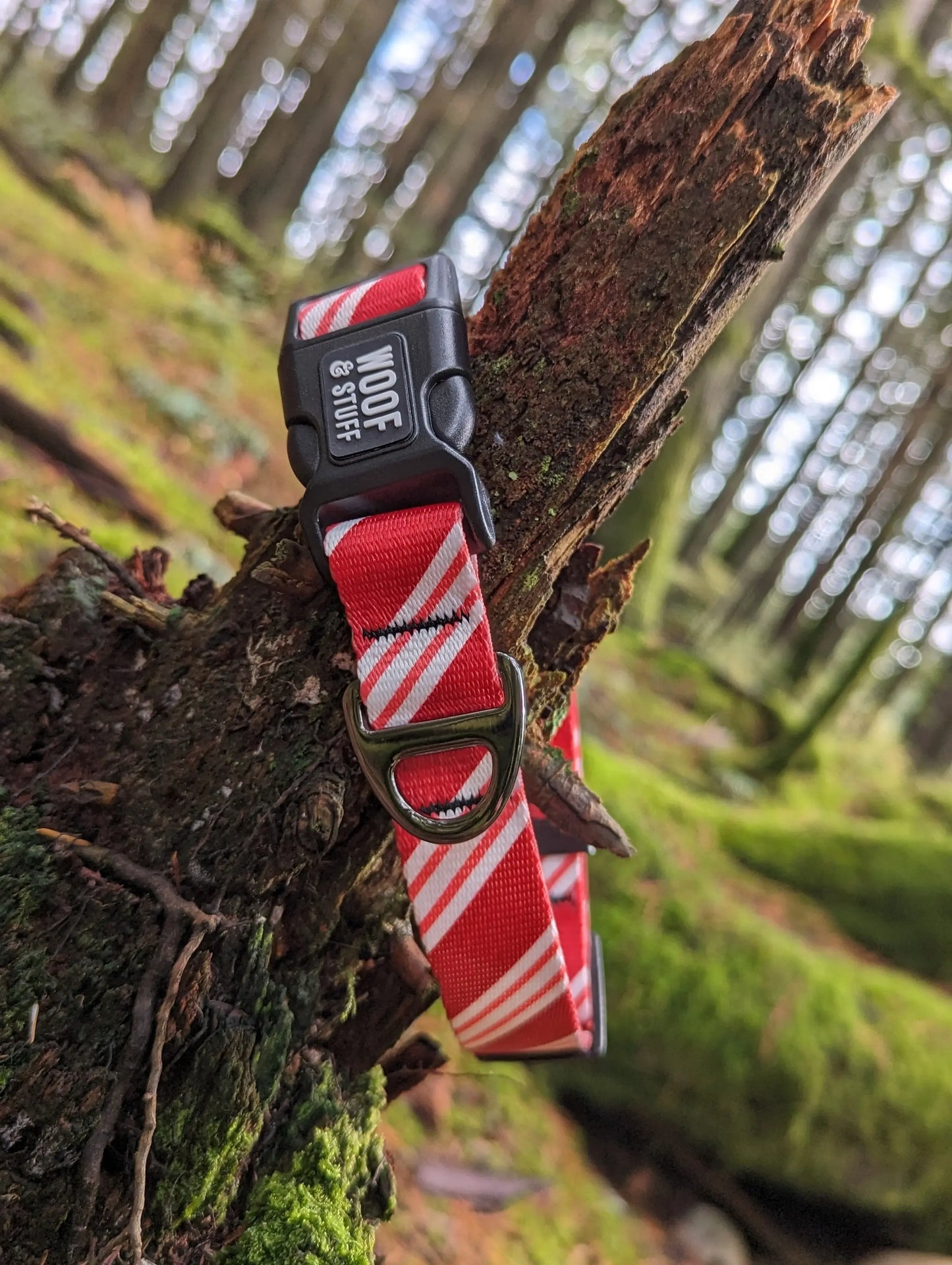 Candy Cane Christmas collar