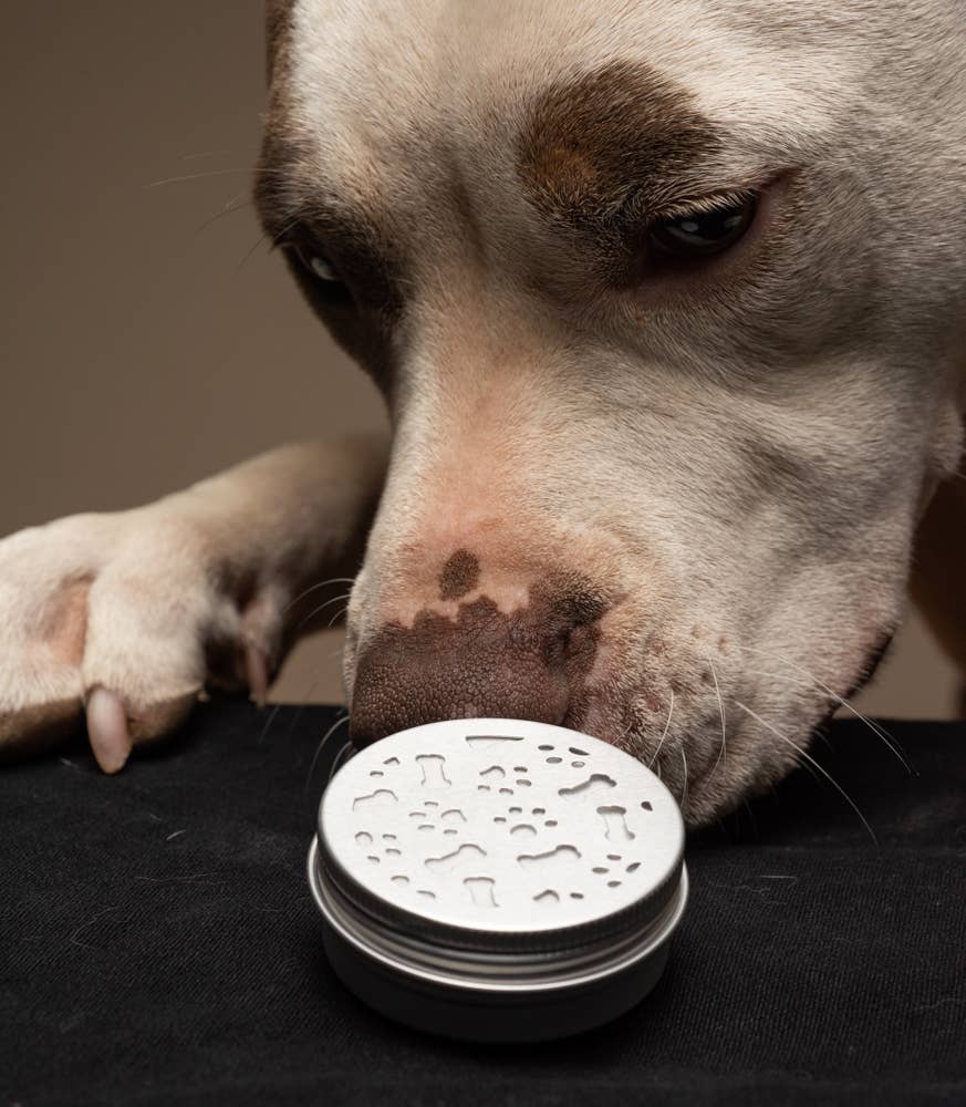 Pup Oils Beginners Scent Work Kit I Scent Training for Dogs