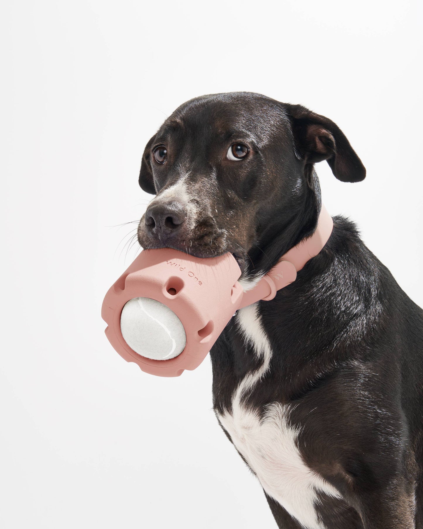 Tennis Tumble Interactive Dog Toy: Navy
