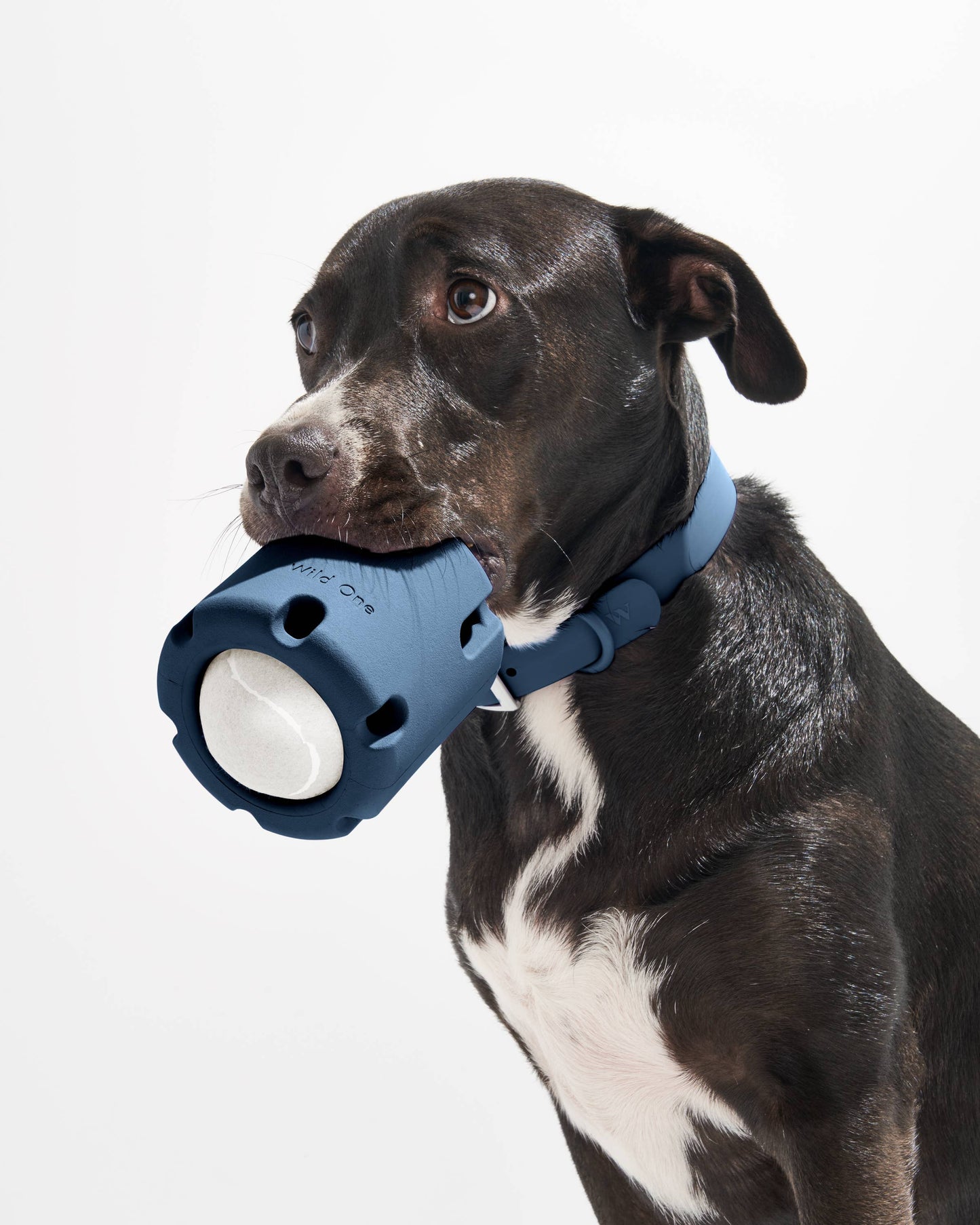 Tennis Tumble Interactive Dog Toy: Navy