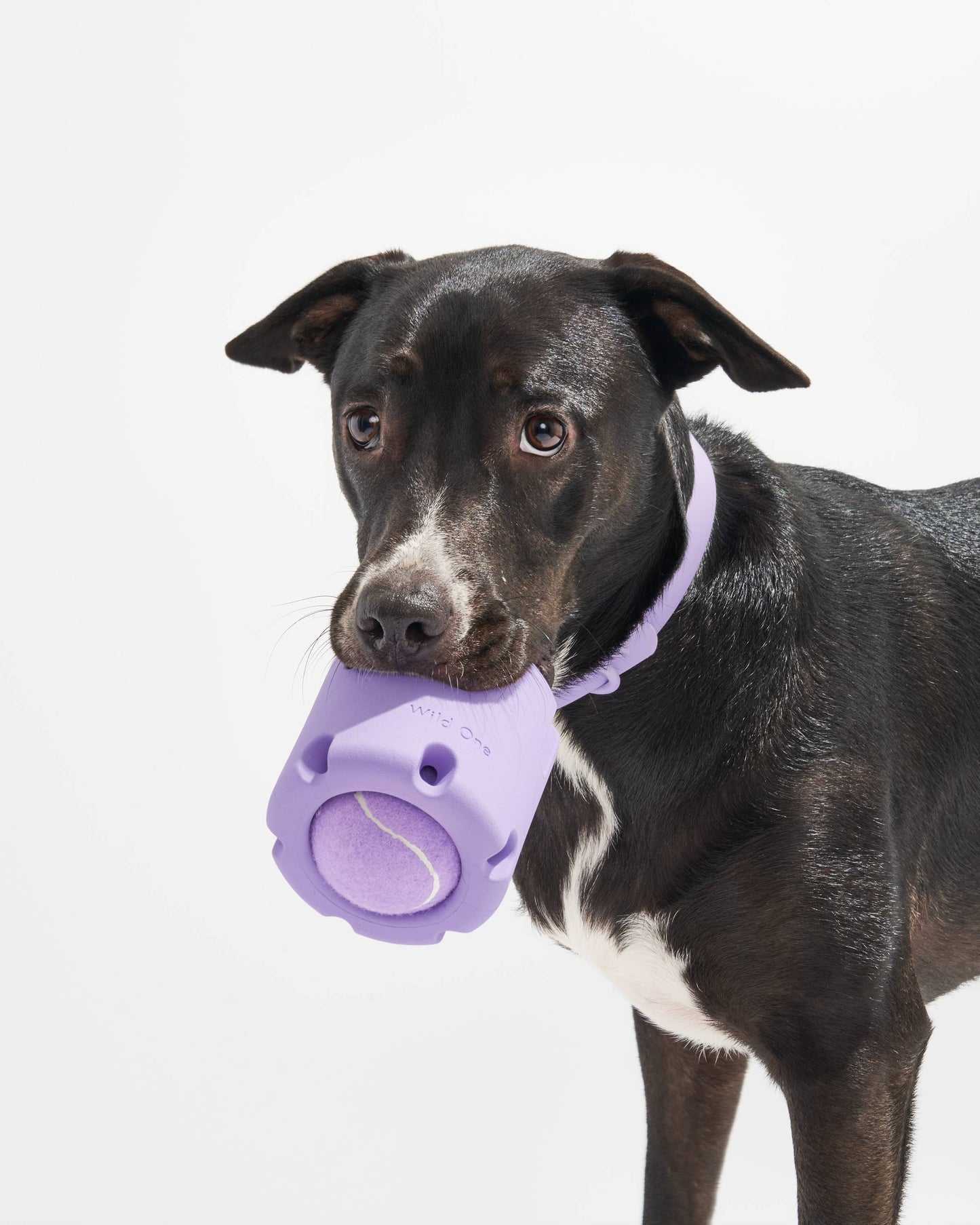 Tennis Tumble Interactive Dog Toy: Navy