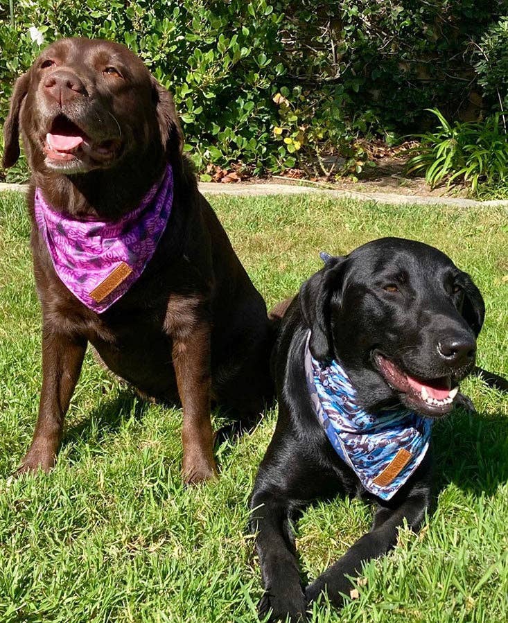 Bandana - This Way Blue: Blue / L - 24 inch