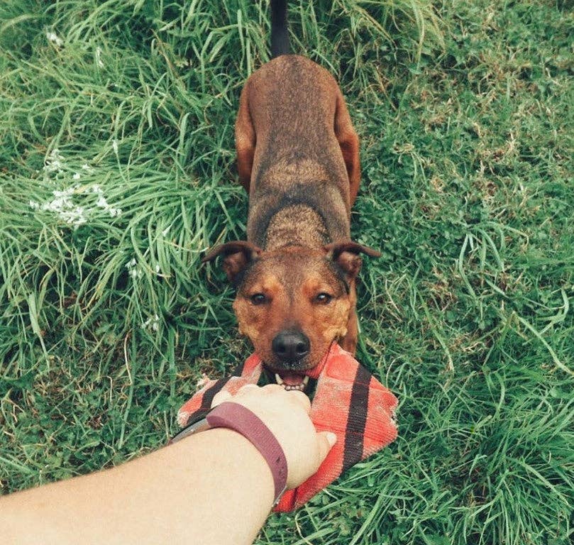 Best KB Frequent Flyer Mini Triangle Dog Fetch Toy
