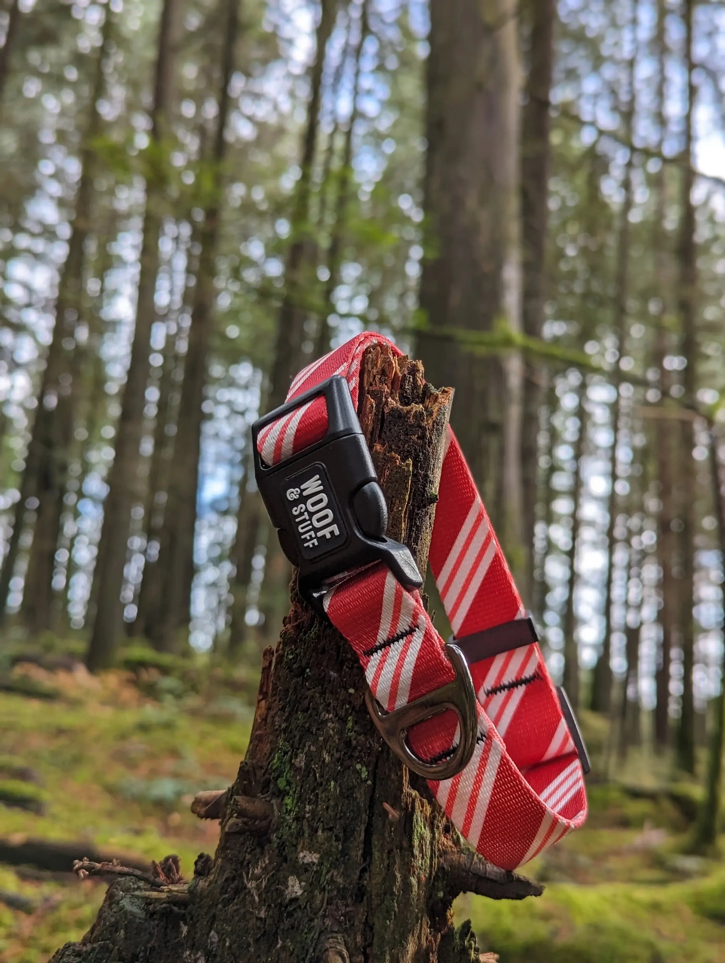 Candy Cane Christmas collar