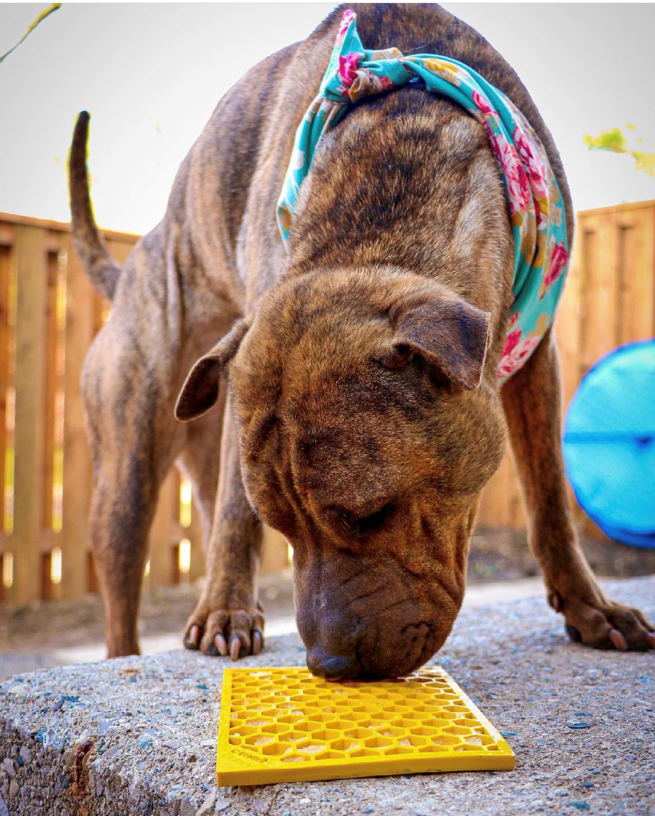 Honeycomb Design Emat Enrichment Licking Mat - Yellow - Larg: Large