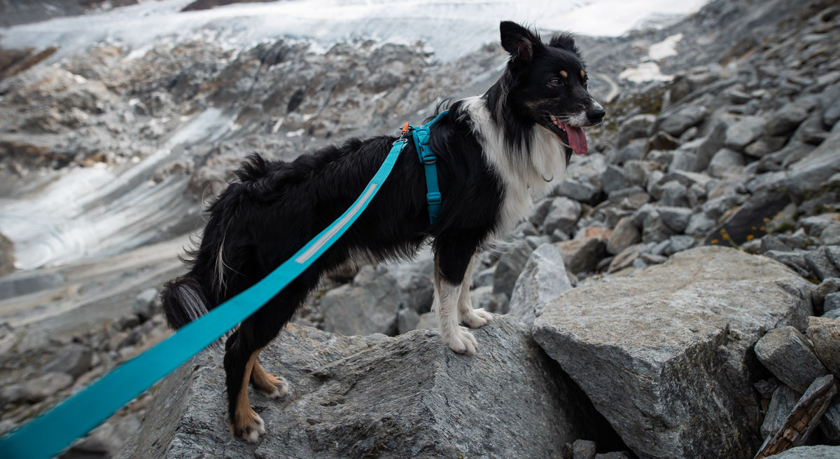 Non-Stop Dogwear Touring Bungee Leash