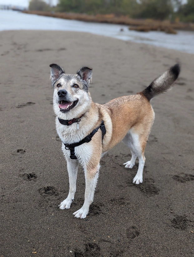 Waterproof Adventure Harness