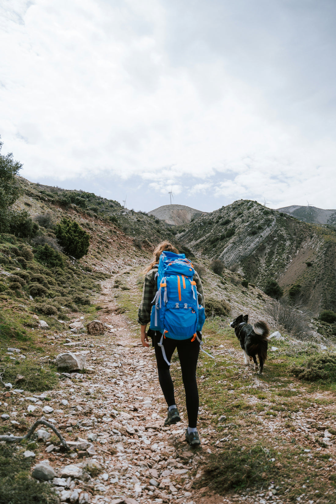Dog-Friendly Reservoir Hike in the Bay Area | Jones Trail - Lexington Reservoir