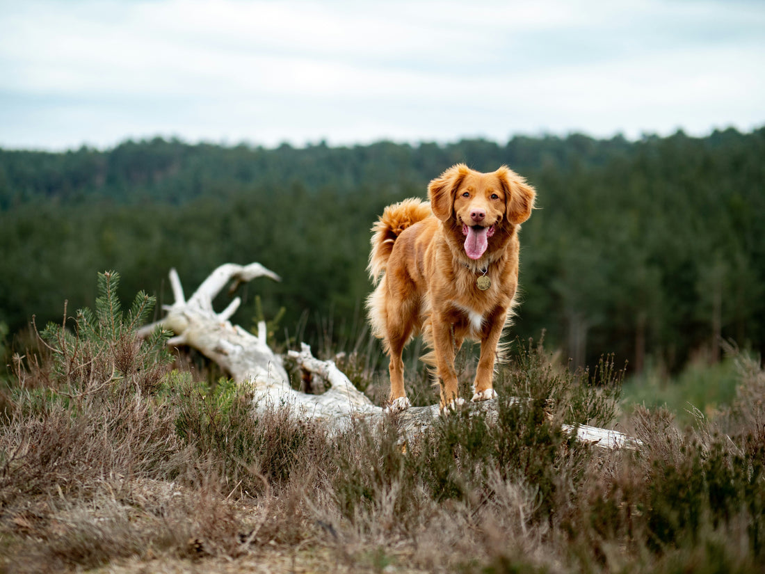 Top Tips for Hiking With Your Dog