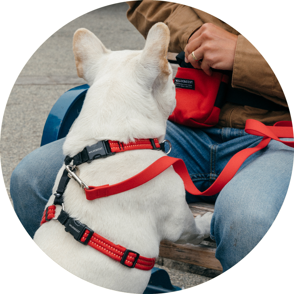 Valencia No Pull Dog Harness