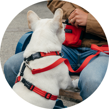 Valencia No Pull Dog Harness