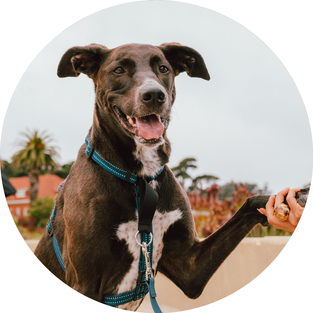 Valencia No Pull Dog Harness