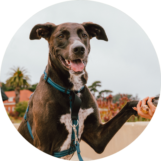 Valencia No Pull Dog Harness