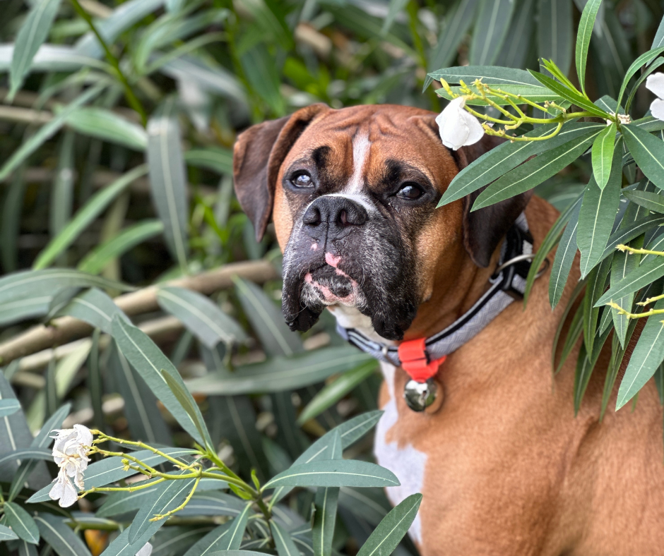 Trailblazin' Collar Bells for Outdoor Pet & Owner Safety