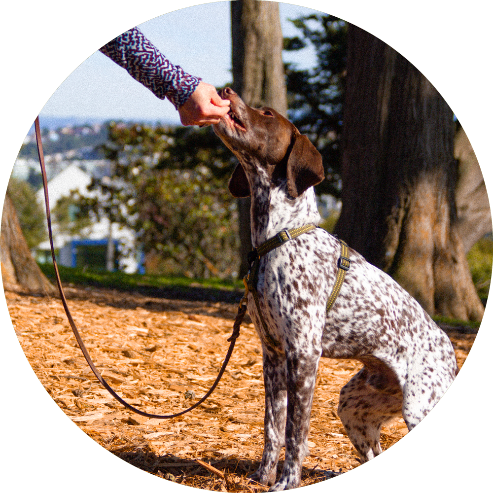 Valencia No Pull Dog Harness