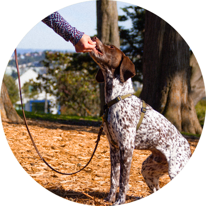Valencia No Pull Dog Harness
