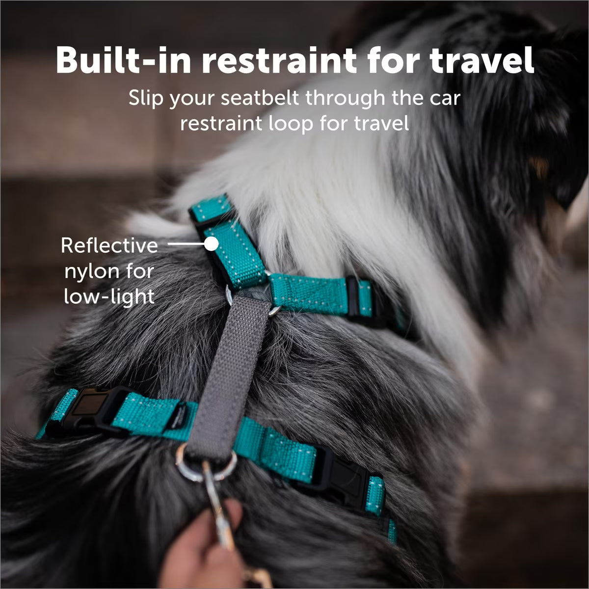 Petsafe 3-in-1 Harness
