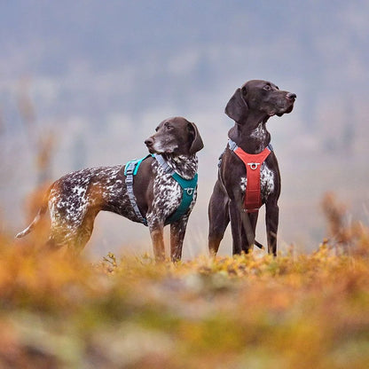 Hurrta Rover Harness - for medium to large dogs