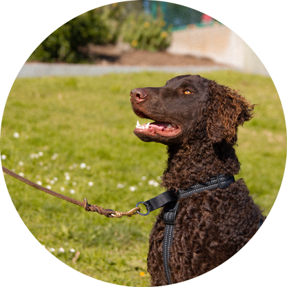 Valencia No Pull Dog Harness
