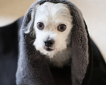 Cycle Dog Barrier Water Resistant Dog Blanket