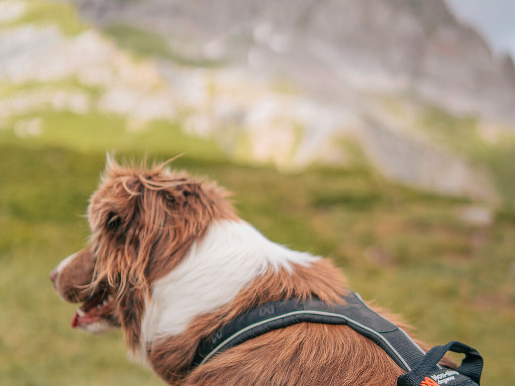 Non-Stop Dogwear Line Harness Grip