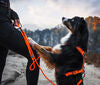 Non-Stop Dogwear Line Harness 5.0