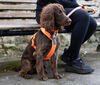 Non-Stop Dogwear Line Harness 5.0