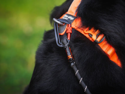 Non-Stop Dogwear Line Harness 5.0