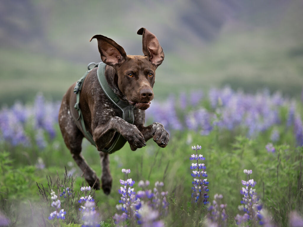 Non-Stop Dogwear Line Harness 5.0