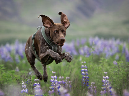 Non-Stop Dogwear Line Harness 5.0