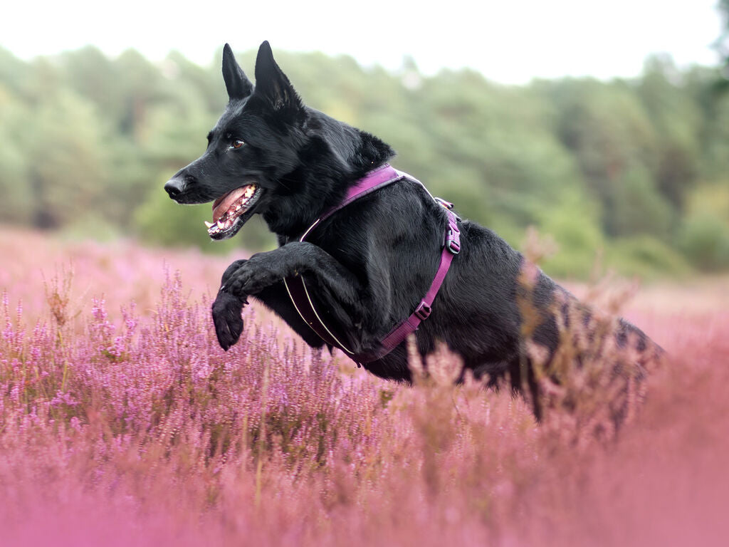 Non-Stop Dogwear Line Harness 5.0