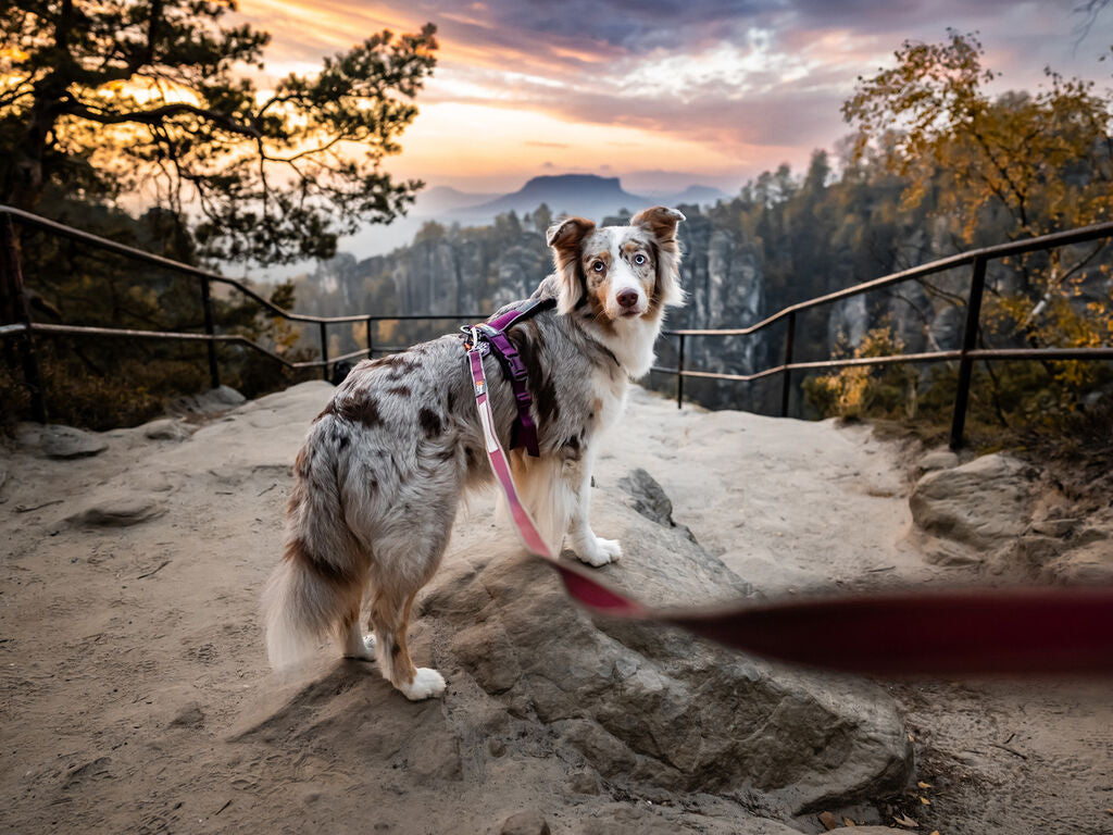 Non-Stop Dogwear Line Harness 5.0