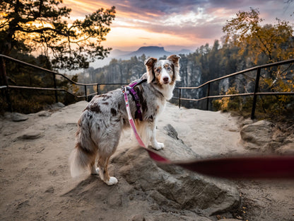 Non-Stop Dogwear Line Harness 5.0