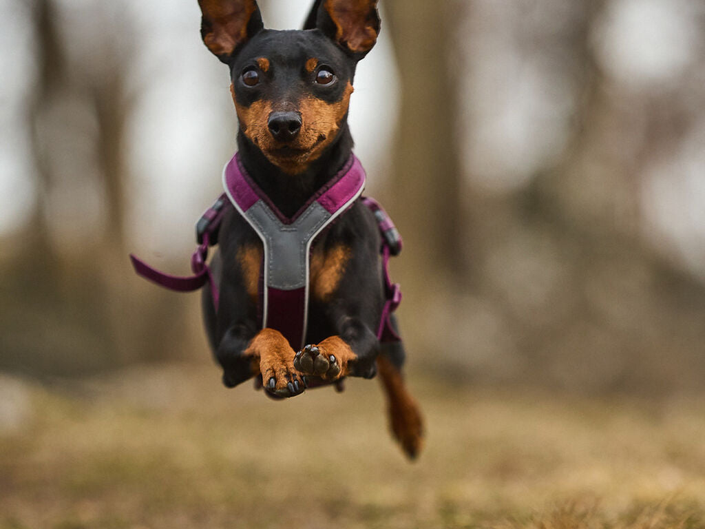 Non-Stop Dogwear Line Harness 5.0