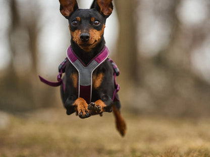 Non-Stop Dogwear Line Harness 5.0