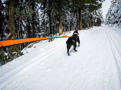 Non-Stop Dogwear Bungee Leash