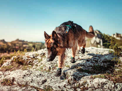 Non-Stop Dogwear Protector Bootie