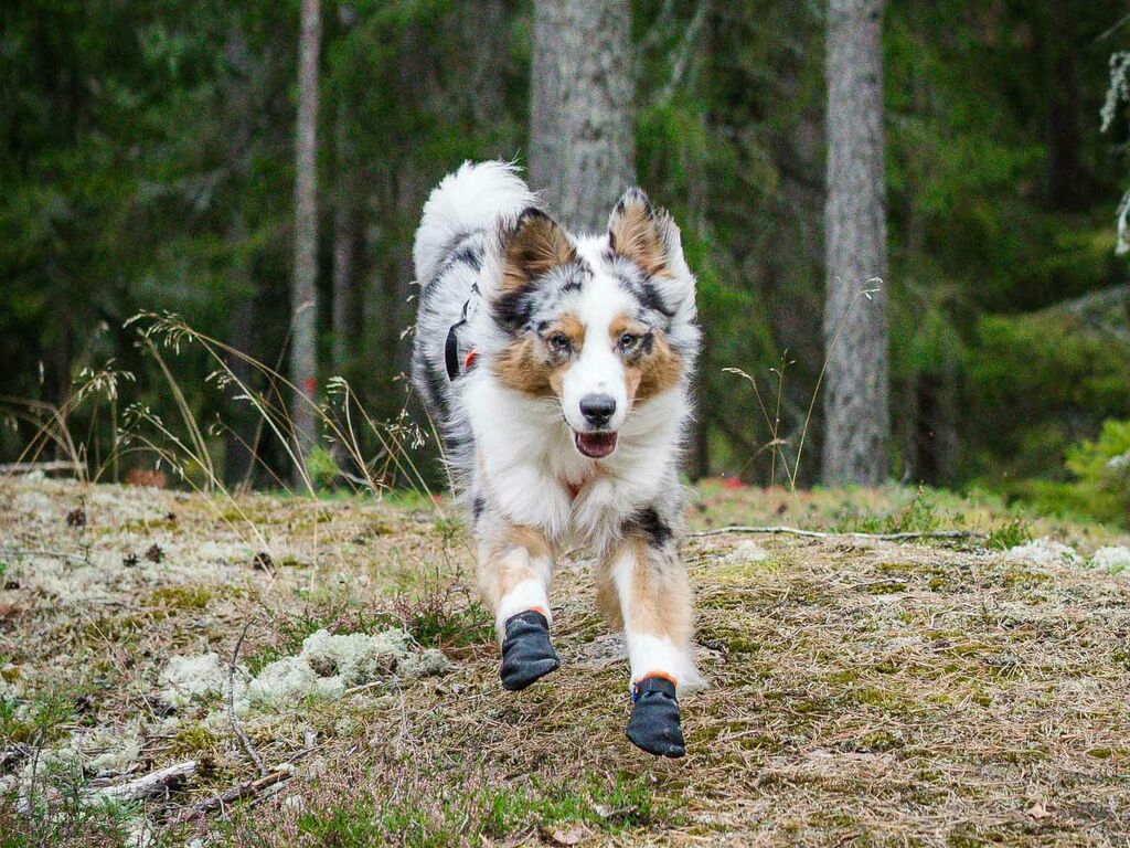 Non-Stop Dogwear Protector Bootie