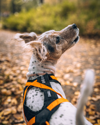 Non-Stop Dogwear Rush Harness